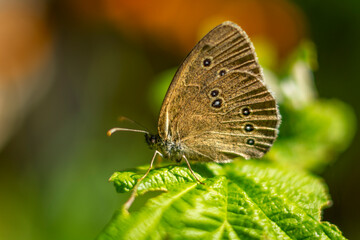 Lawn cutter - a species of insect from the order of butterflies.