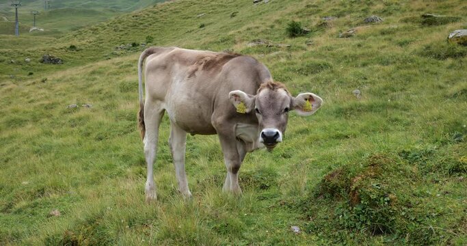 Young gray veals or calves grazing free on a Swiss Apls mountain pasture. Close up wide angle shot, real time, no people