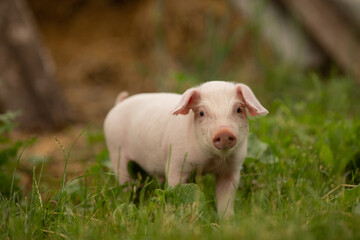 cutie and funny young pig is standing on the green grass. Happy piglet on the meadow, small piglet in the farm posing on camera on family farm. Regular day on the farm