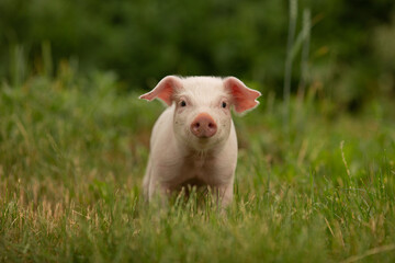 Naklejka na ściany i meble cutie and funny young pig is standing on the green grass. Happy piglet on the meadow, small piglet in the farm posing on camera on family farm. Regular day on the farm