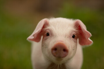 cutie and funny young pig is standing on the green grass. Happy piglet on the meadow, small piglet...