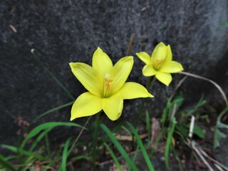 ゼフィランサス・スマリー