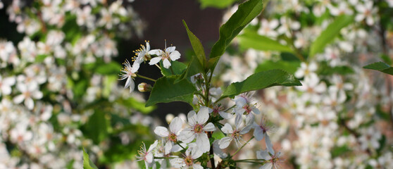 flowers in the forest