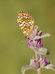 Amannisa butterfly (Melitaea athalia) on plant
