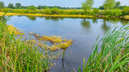 Nature, Beautiful landscape. Flowers, ponds.