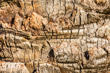 Texture of the palm tree trunk for background