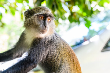Colobus monkey at Jozani forest. Zanzibar, Tanzania