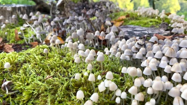 Ges&auml;ter Tintling - Pilz (Coprinellus disseminatus) auf der schw&auml;bische Alb bei Grafeneck
