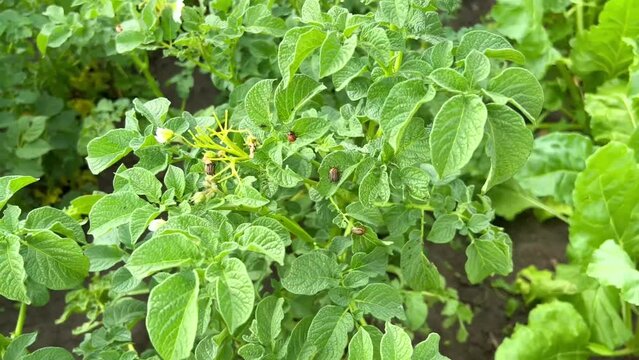 Colorado beetles parasites sit and damage 