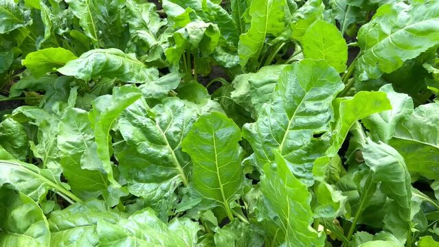 Green big clean leaves of sugar beet growing in th