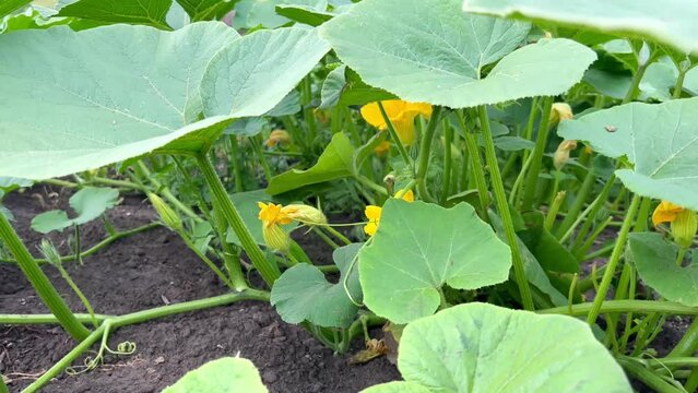 Zucchini grow in the garden.