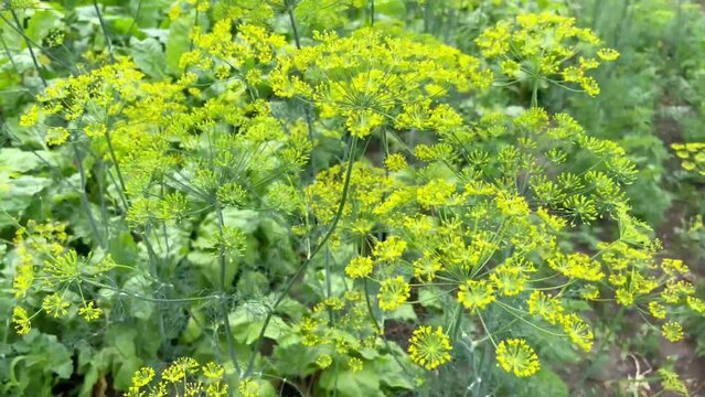 Growing dill in the garden.