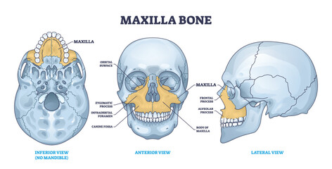 Maxilla bone detailed structure and facial skeleton anatomy outline diagram. Labeled educational scheme with medical inferior view without mandible, anterior and lateral skull view vector illustration - obrazy, fototapety, plakaty