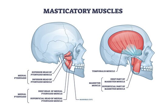 Masticatory muscles and cheek bones muscular system anatomy outline diagram. Labeled educational structure with medial pterygoid detailed medical description vector illustration. Anatomical model.