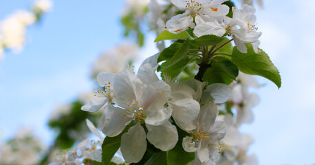 white flowers of apple