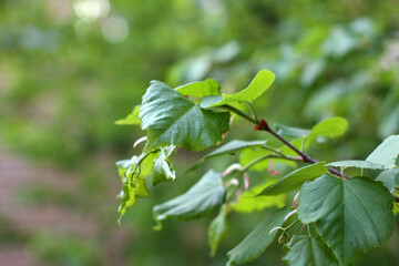 Fototapeta premium Growth tree in a sping. Young tree on green background.