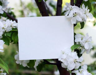Top view background with white flowers. Flowers composition. Mockup card with plants with copyspace. Mockup with postcard and flowers on green background.