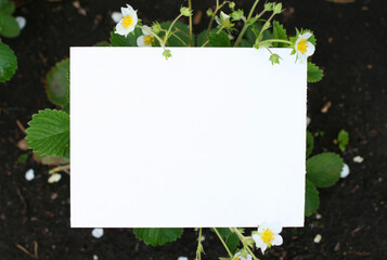 Top view background with white flowers. Flowers composition. Mockup card with plants with copyspace. Mockup with postcard and flowers on green background.