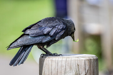 Crow eating bug