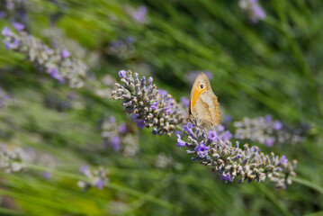 Meadow brown (maniola jurtina) butterfly perched on lavender in Zurich, Switzerland