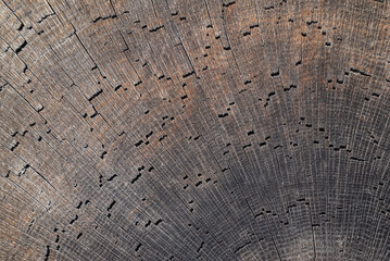 High quality brown wood texture with lines. Photorealistic 4k texture