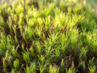 green moss in the forest