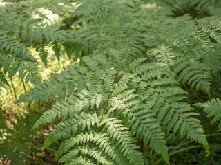 green fern leaves close up