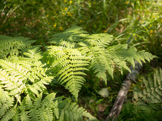 green fern leaves