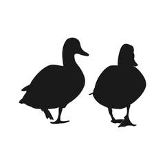 vector two ducks walking hand in hand