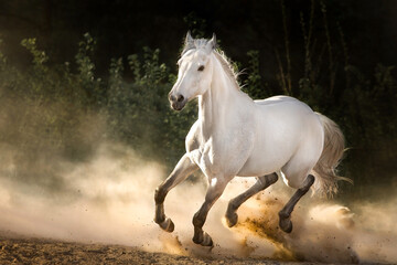 Obraz na płótnie Canvas White horse with long mane run in sunset desert