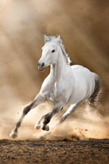 Fototapeta na wymiar White horse with long mane run in sunset desert
