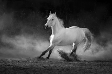 Obraz na płótnie Canvas Grey arabian horse run free on desert dust. Black and white