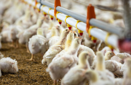 Chickens are drinking water in close farm, temperature and light control , Thailand.