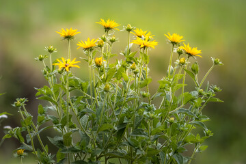 Żółte kwiaty na tle zielonej trawy