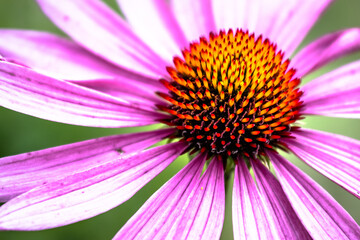 Wnętrze kwiatu © Rafal Kot