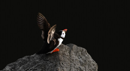 Puffin about to fly away