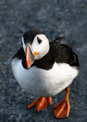 Puffin
