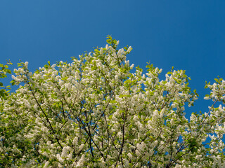 Beautiful bright flowering bird cherry tree with white flowers against a blue sky