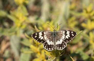 Naklejka premium Anatolian Queen (Melanargia larissa) on plant