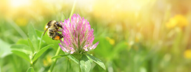 Close-up bumblebee collects nectar on a clover flower on the green background.Banner.Copy space.