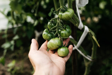Close-up caucasian gardener's hand holding branch of green unripe tomatoes in greenhouse