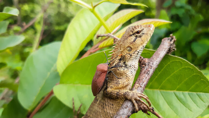 liazard on tree branch