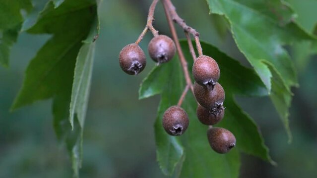 Wild Service Tree fruit set, ripening (Sorbus torminalis) - (4K)