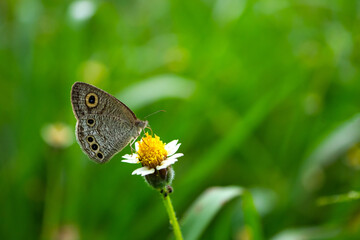 Brown butterfly on Green grass and small flowers,green blurred background with copy space for text. butterfly in a meadow in nature in green of sunlight in summer in the spring close-up of a macro.