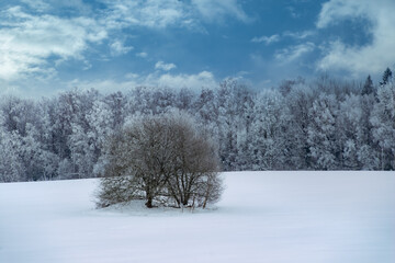 Fototapeta na wymiar Beautiful winter landscape. Snowy forest. Bare tree.