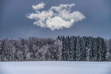 Beautiful winter landscape. Snowy forest. Cloud in sky.
