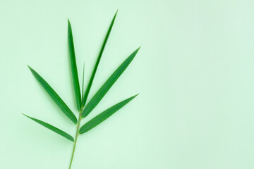 Green bamboo leaf  isolated on green background