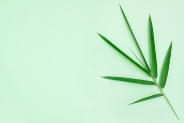 Green bamboo leaf  isolated on green background