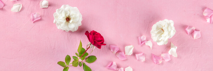 Floral panorama with roses and petals on a pink background, overhead flat lay panoramic banner with fresh flowers