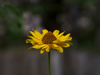 A close-up photo of a yellow flower on a blurry background